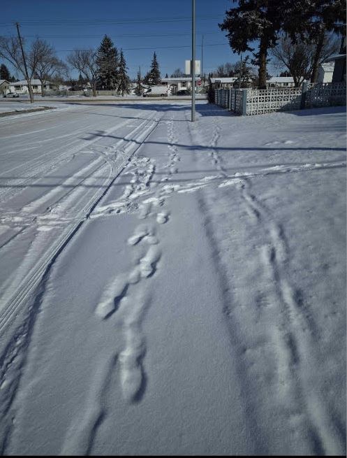 Before 1 - Snowed driveway